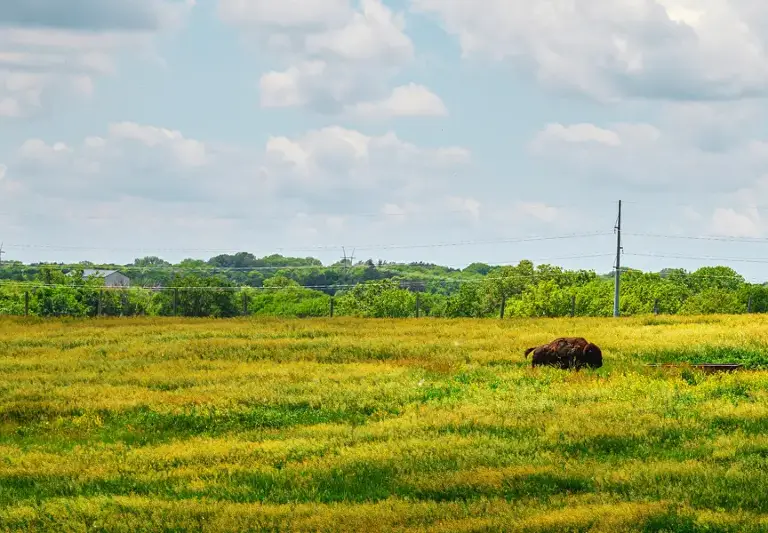Bison grazing in a lush green field under a partly cloudy sky.